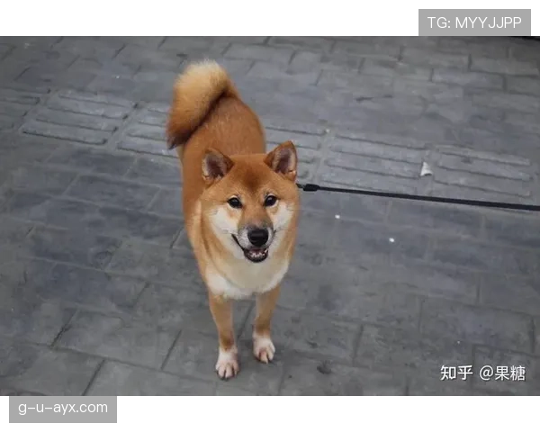 蒋圣龙家的狗都吃进口牛肉？